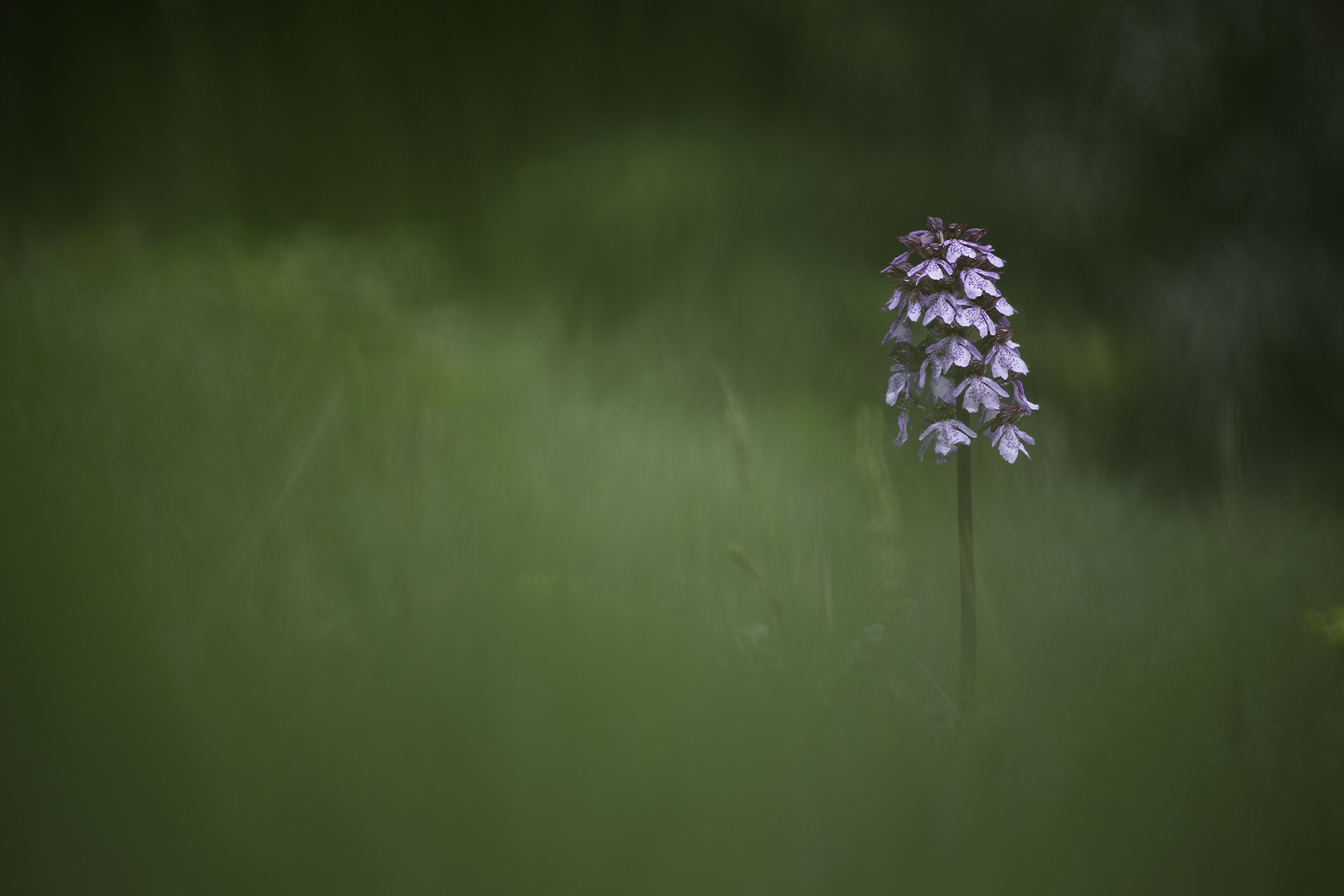 Orchidée