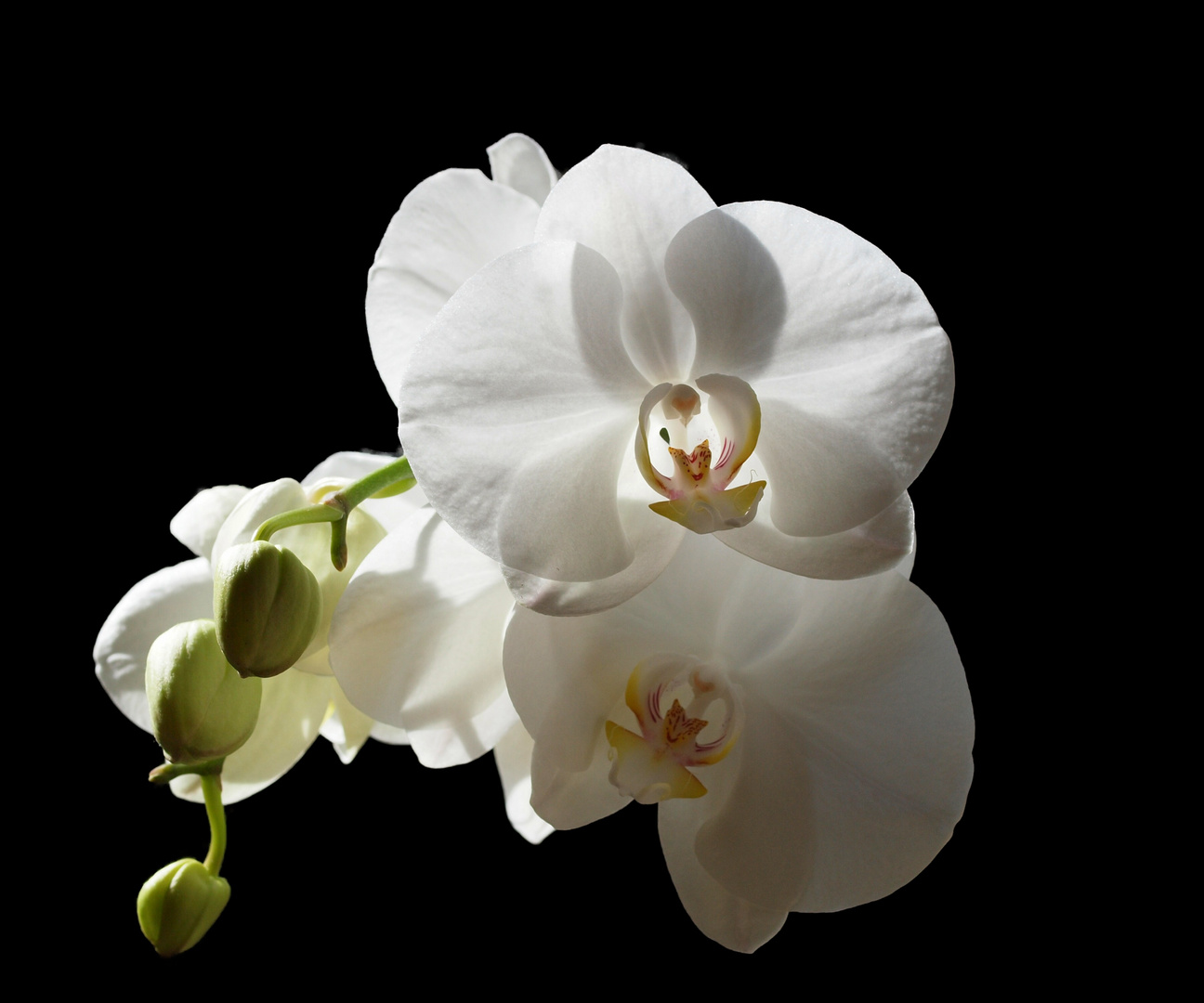 Orchidee