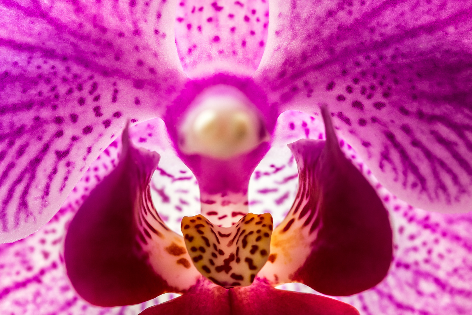 Orchidee