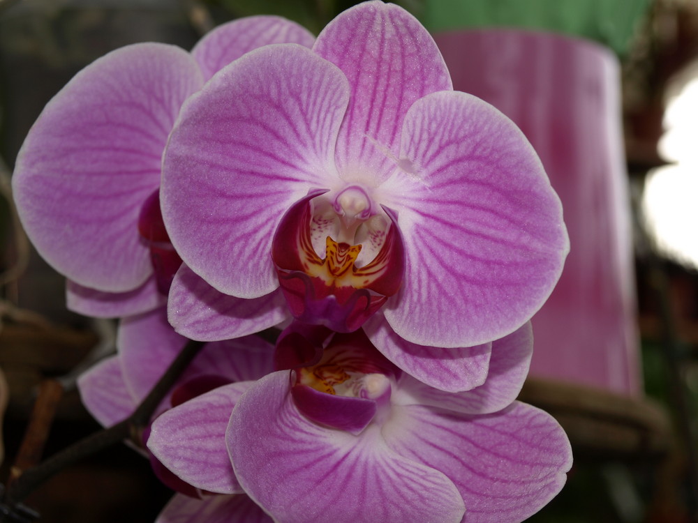 Orchidée