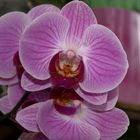 Orchidée