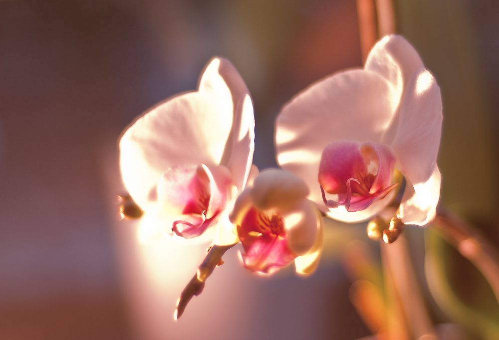 Orchidee