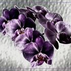 Orchidee