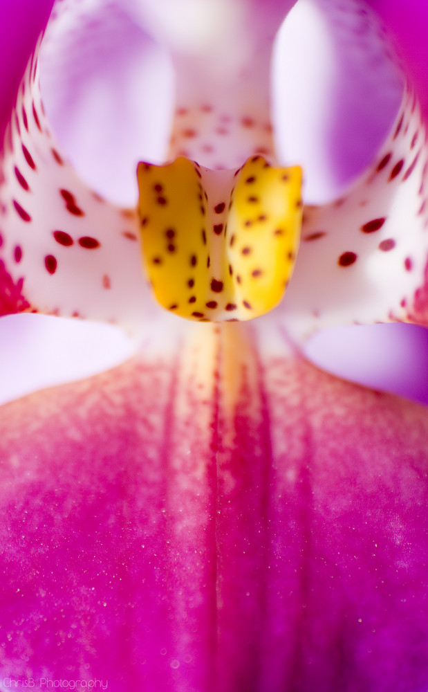 Orchidee