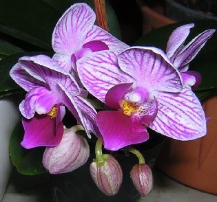 Orchidee