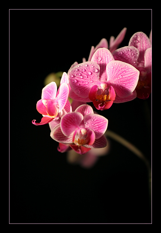 Orchidee