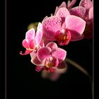 Orchidee