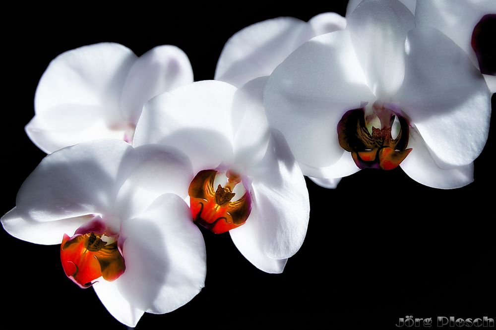 Orchidee