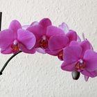 Orchidee