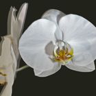 Orchidee (3D)