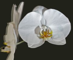 Orchidee (3D)