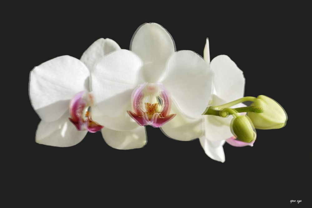 Orchidee - 3D Interlaced