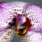 Orchidee -  3D Intertlaced Bild an einem Polfilter Monitor oder 3D TV anschauen.
