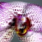 Orchidee -  3D Intertlaced Bild an einem Polfilter Monitor oder 3D TV anschauen.