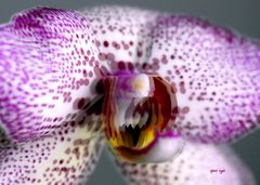 Orchidee -  3D Intertlaced Bild an einem Polfilter Monitor oder 3D TV anschauen.