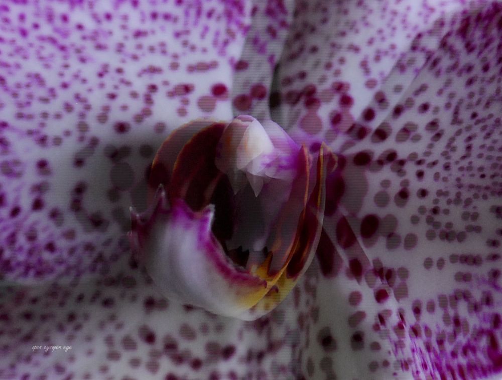 Orchidee -  3D Intertlaced Bild an einem Polfilter Monitor oder 3D TV anschauen.