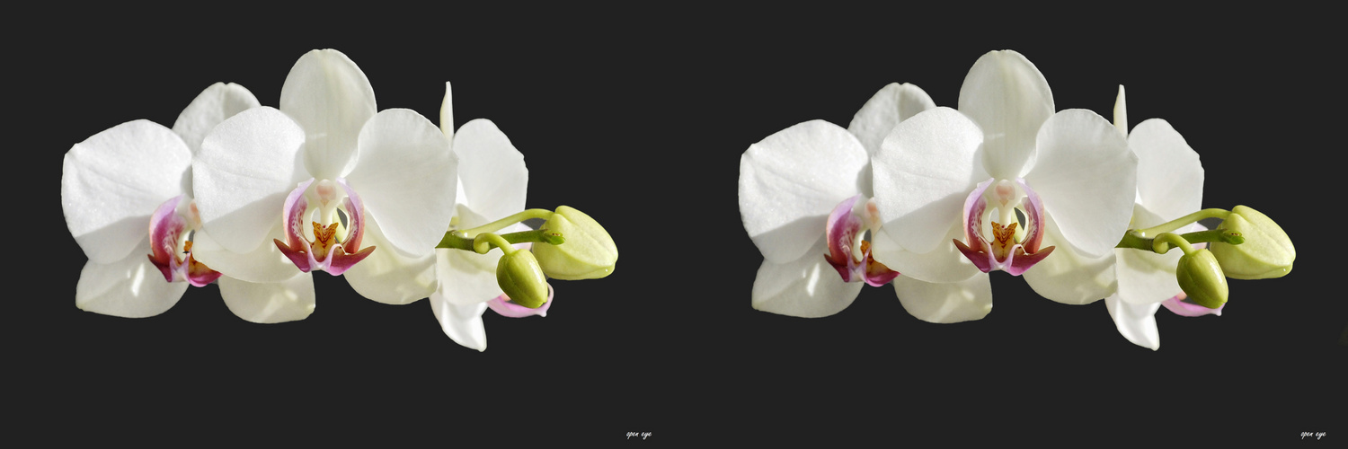 Orchidee - 3D Kreuzblick