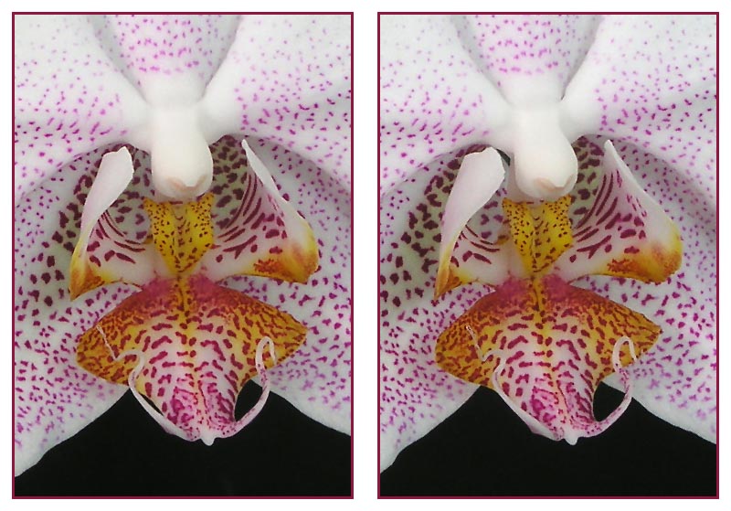 Orchidee 3D (Kreuzblick)