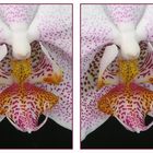 Orchidee 3D (Kreuzblick)