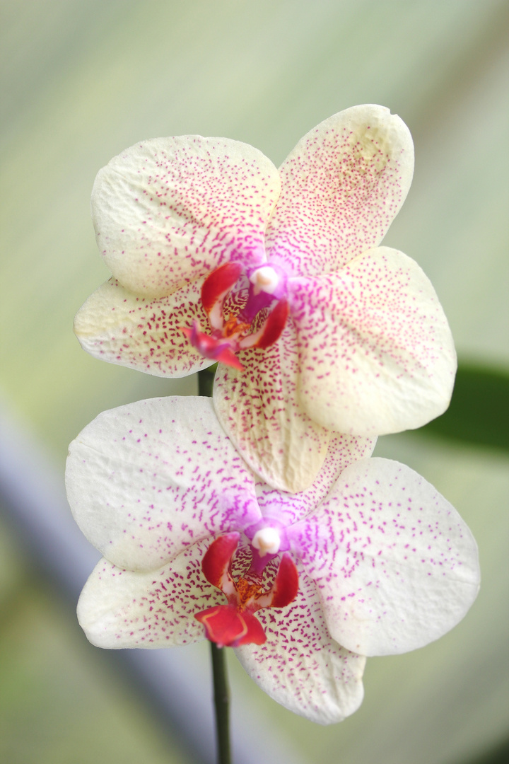 Orchidee