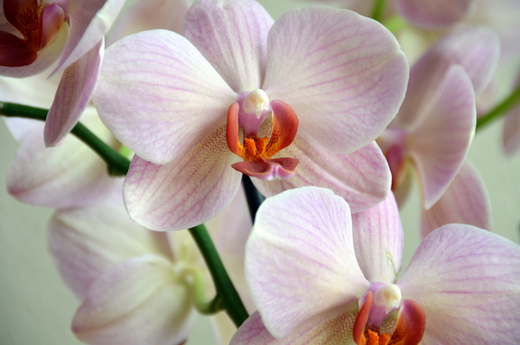 Orchidee