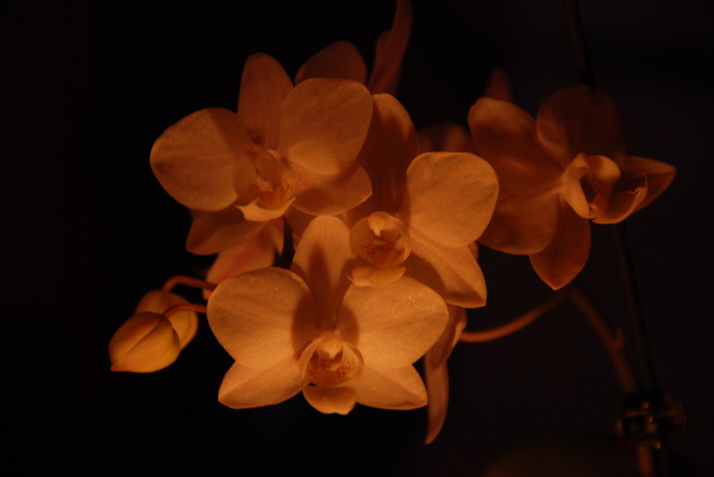 Orchidee