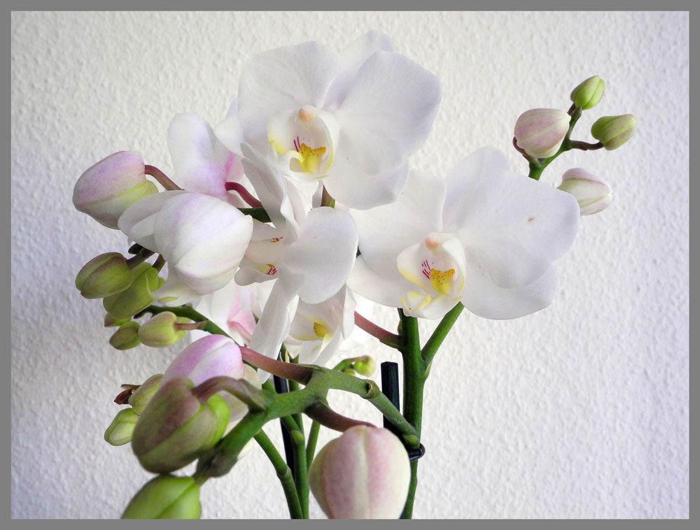 Orchidee