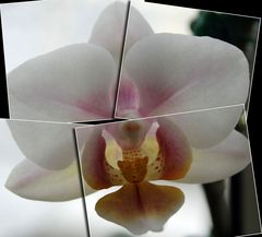 Orchidee