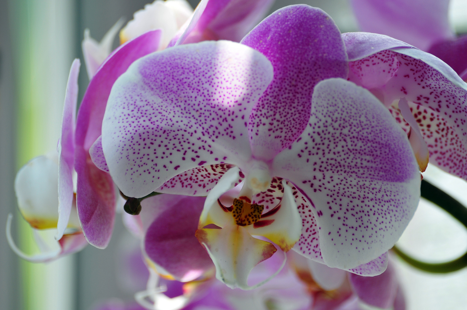 Orchidee