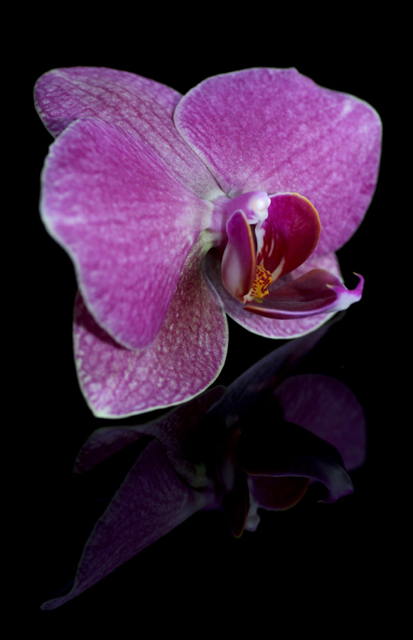 Orchidee