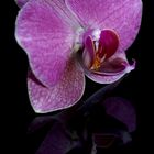 Orchidee