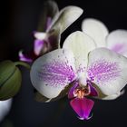 Orchidee