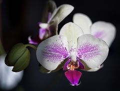 Orchidee