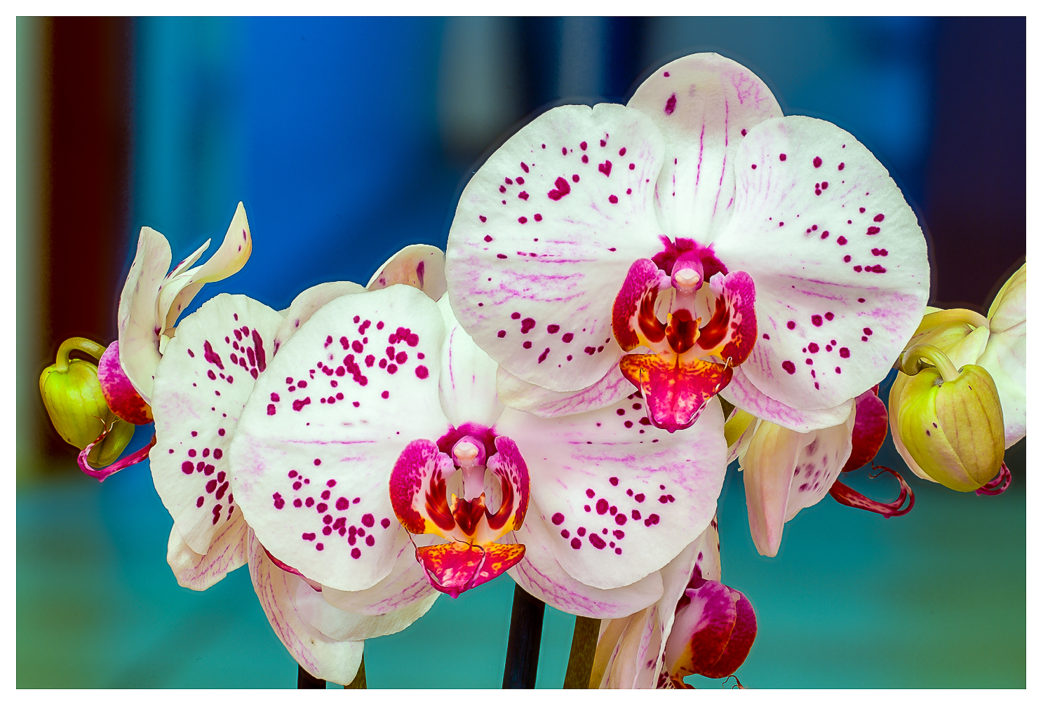 Orchidee Foto & Bild | blumen, natur, nahaufnahme Bilder auf fotocommunity