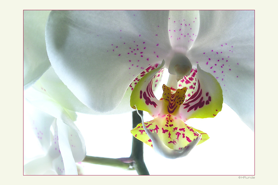 Orchidee