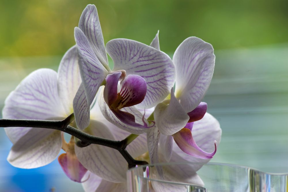 Orchidee