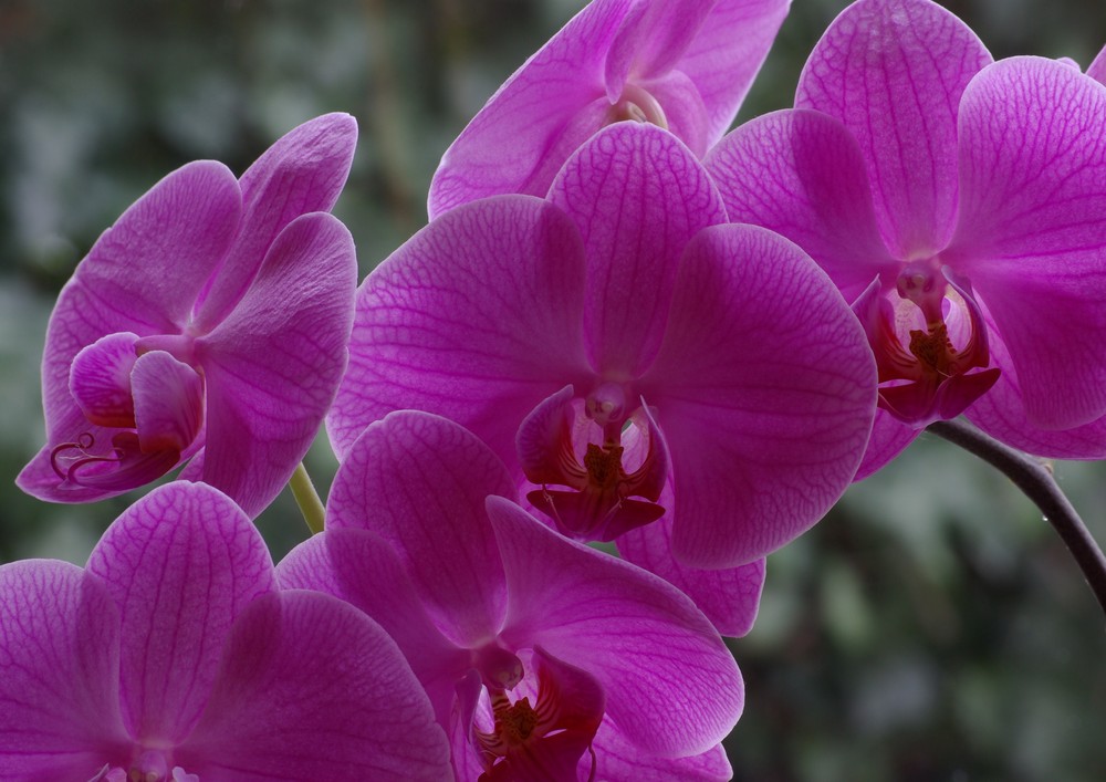 Orchidee