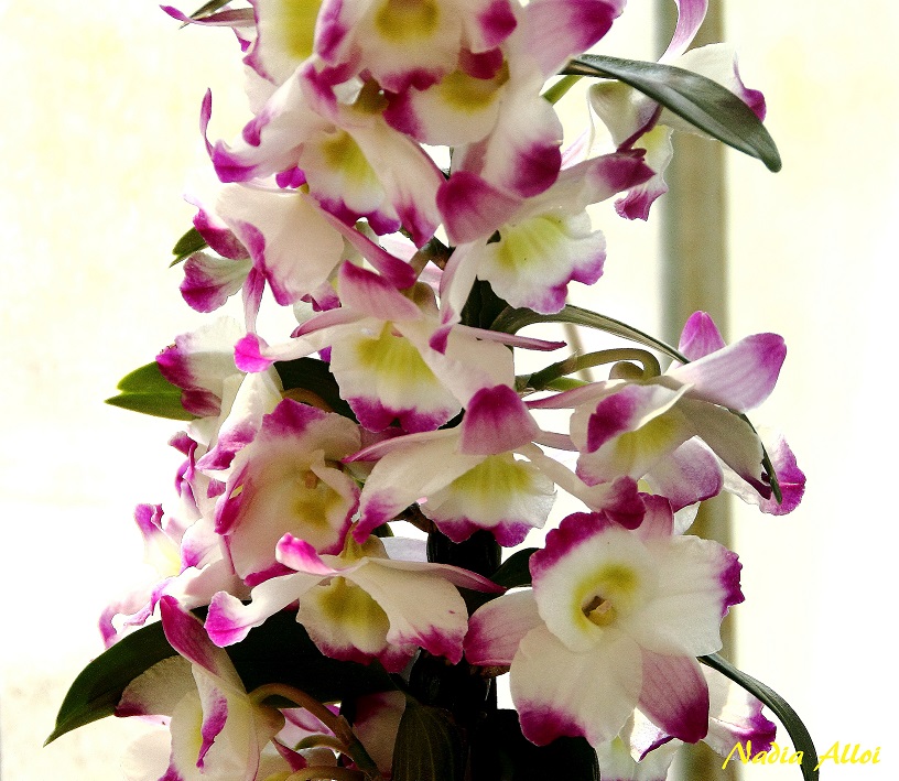 Orchidee