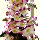 Orchidee