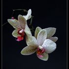 Orchidee