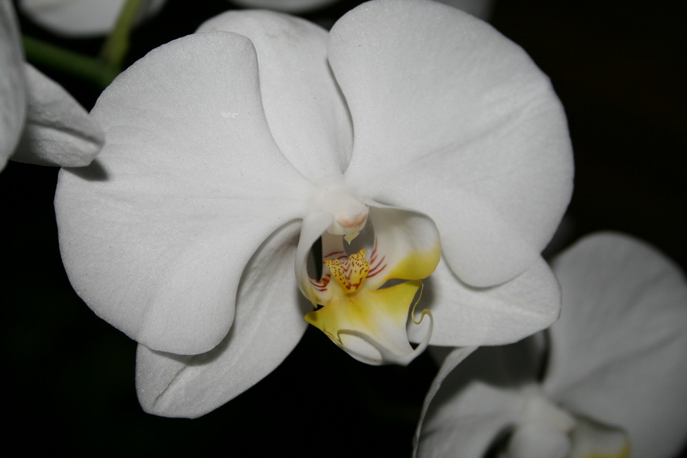 Orchidee