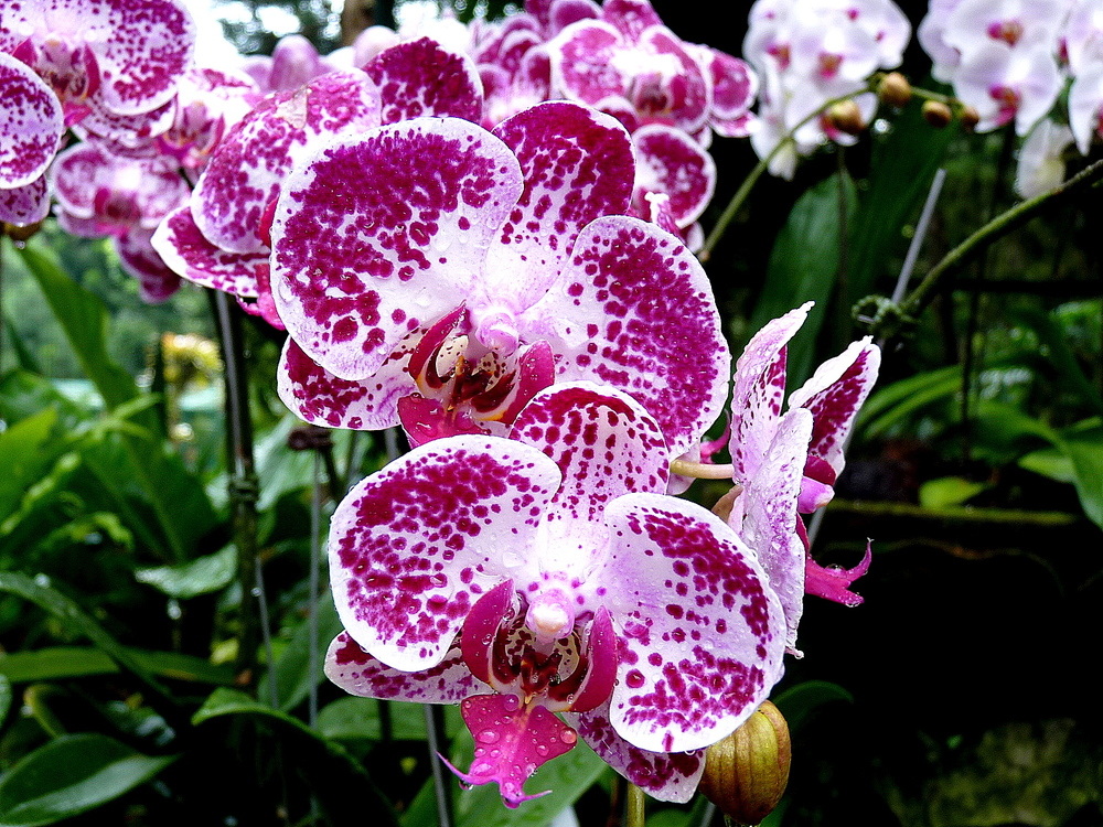 Orchidée 4