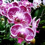 Orchidée 4