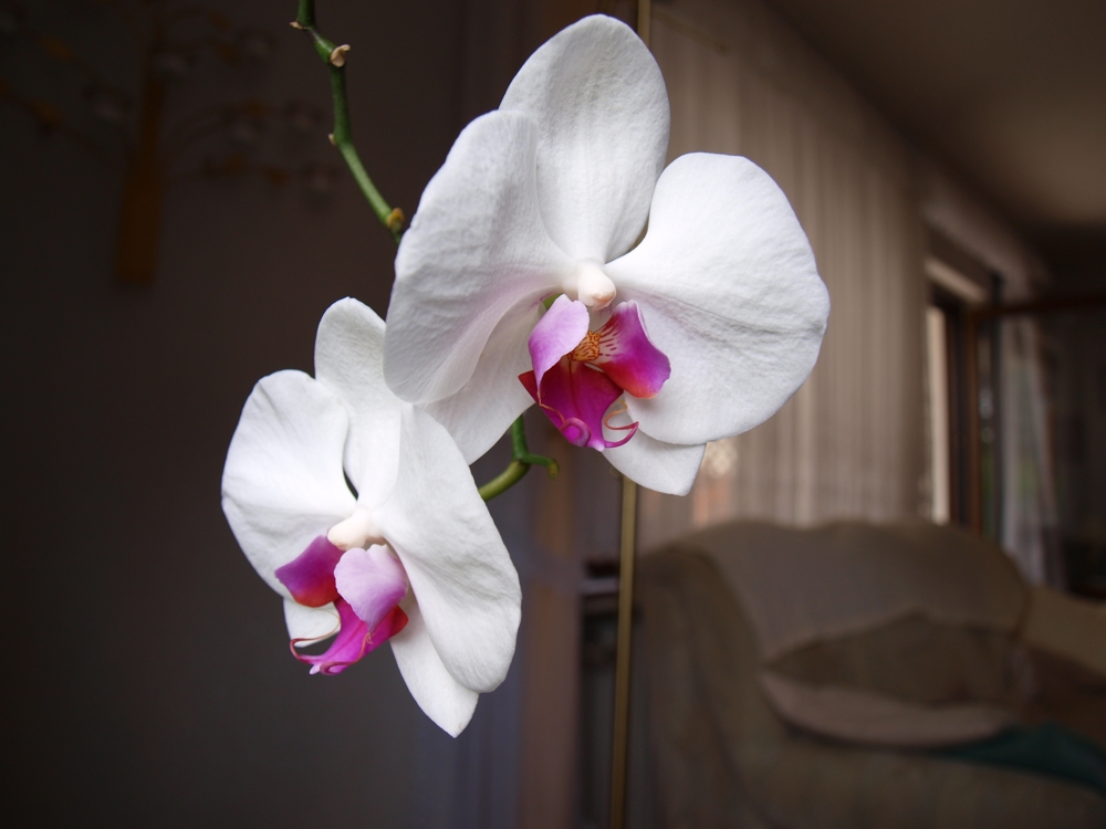 Orchidee (4) ...