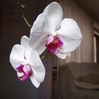 Orchidee (4) ...