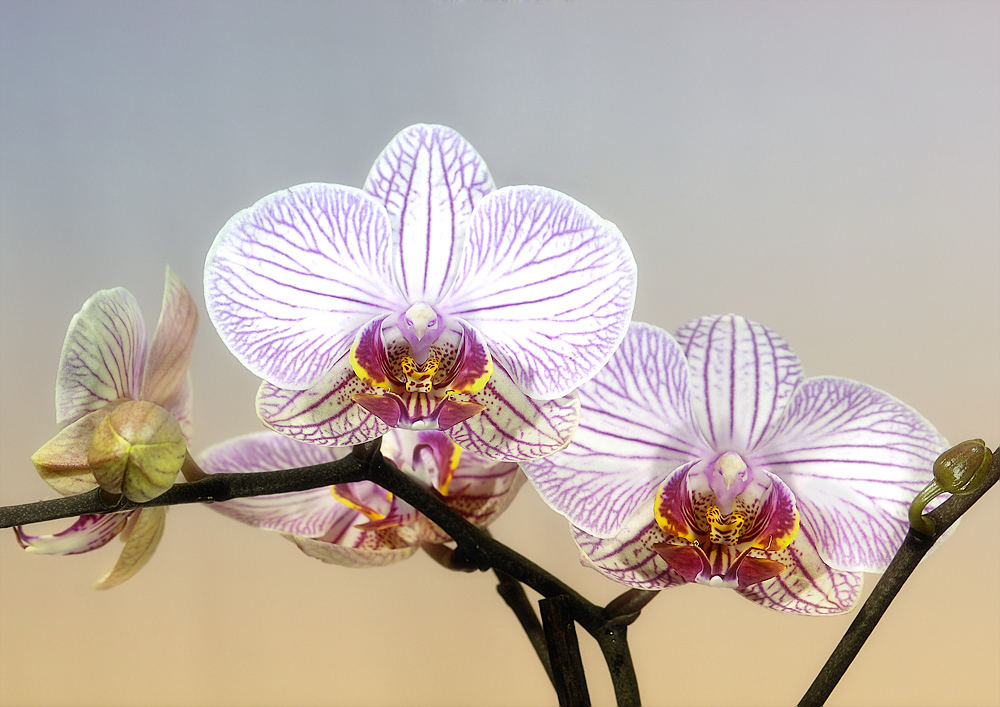 Orchidee (4)