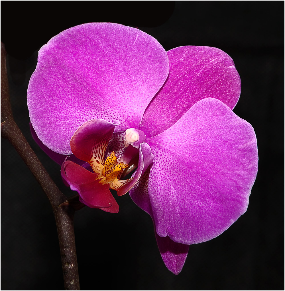 Orchidee 4