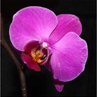 Orchidee 4