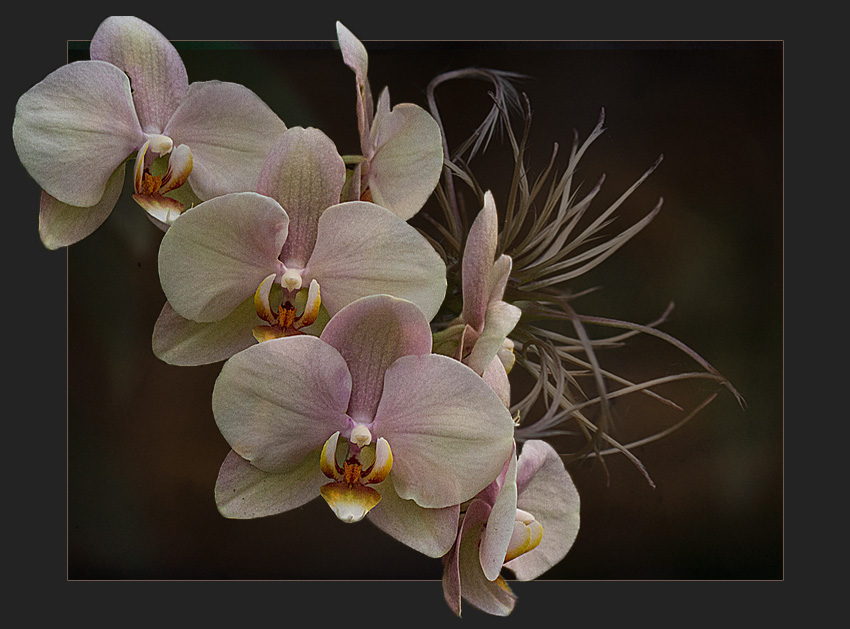 ORCHIDEE 4