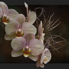 ORCHIDEE 4